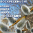 21 апреля — Вербное воскресение. С праздником! - Газета Заря
