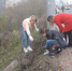 Живая изгородь разрастается в центре Брянска в рамках экологической акции - Газета Заря