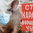 АФРИКАНСКАЯ ЧУМА СВИНЕЙ (АЧС) в Брянской области - Газета Заря
