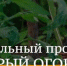 Жители Брянской области смогут принять участие в социальном проекте «Добрый огород» - Газета Заря