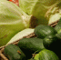 В Брянске продолжаются ярмарки выходного дня - Газета Заря