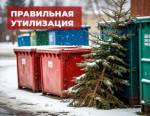 В Карачевском районе проходит экологическая акция по сбору новогодних ёлок.